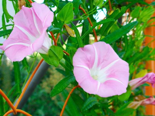 ヒルガオ花ピンク色