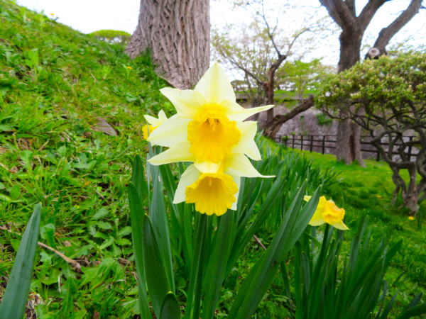 五稜郭に咲くラッパスイセン