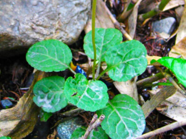 イチヤクソウ葉