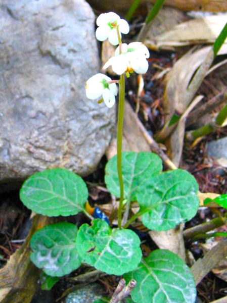 イチヤクソウ花上高地