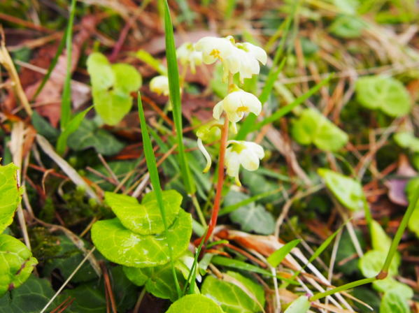 イチヤクソウ花大沼国定公園