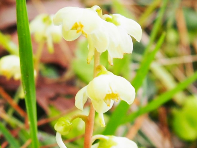 イチヤクソウ花大沼国定公園