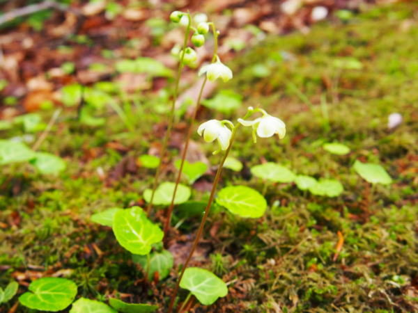 �C�`���N�\�E�ԑ���������