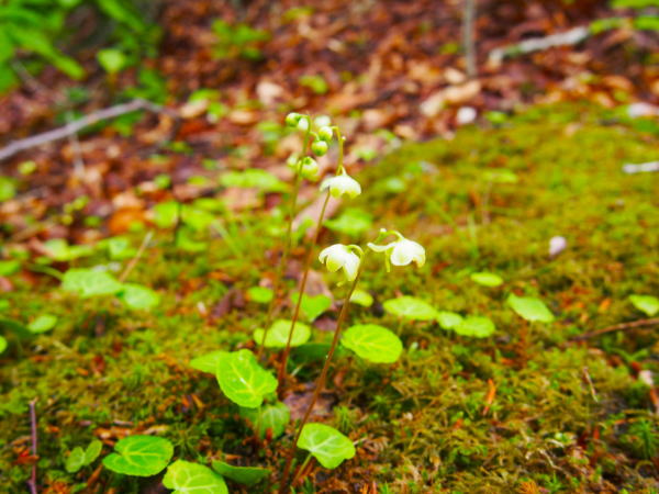 イチヤクソウ花大沼国定公園