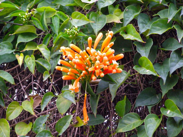 カエンカズラ花台北