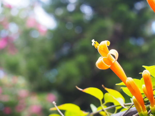 カエンカズラ花沖縄