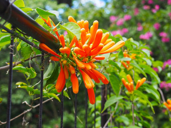 カエンカズラ花沖縄