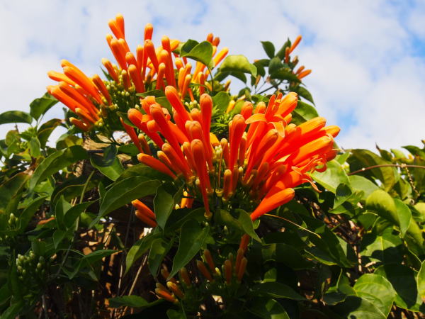 カエンカズラ花沖縄