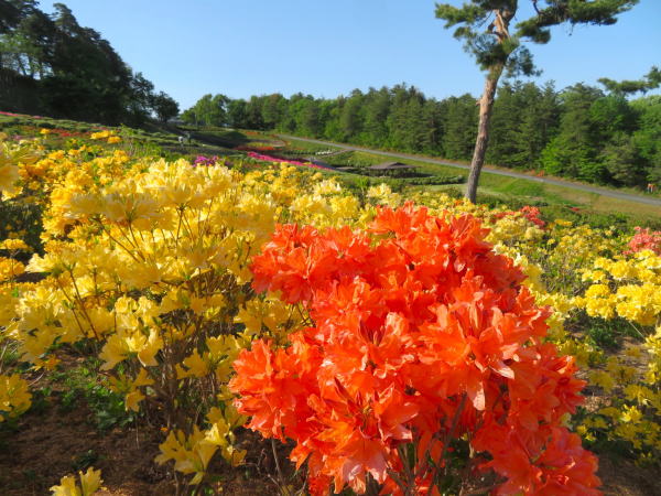 寒河江公園レンゲツツジ花