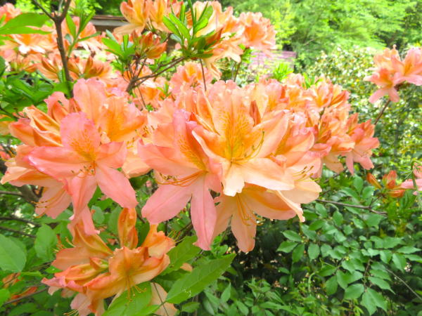 レンゲツツジ鬼首間欠泉