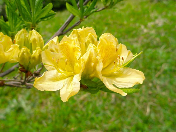 キレンゲツツジ花五稜郭