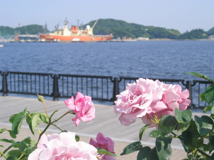 バラ花横須賀港