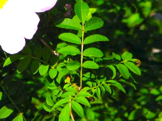サンショウバラ奇数羽状複葉