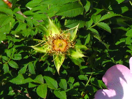 サンショウバラ毛と棘に覆われたがく片