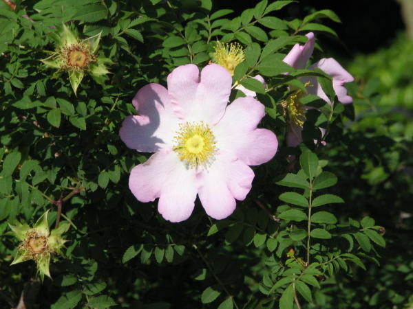 サンショウバラハート形花弁