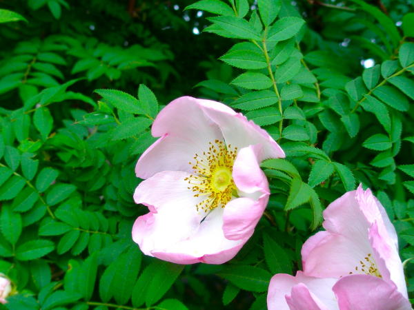 サンショウバラ花