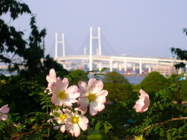 サンショウバラとベイブリッジ