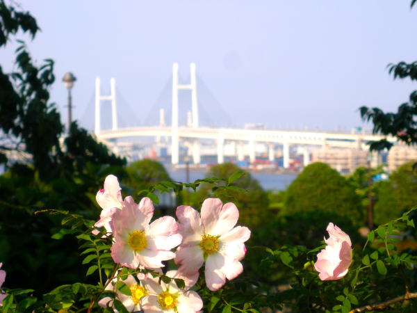 サンショウバラ花