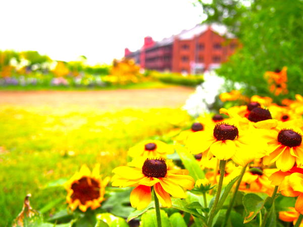 ���l�ԃ����K�q�ɑO�ɍ炭�L�k�K�T�M�N��