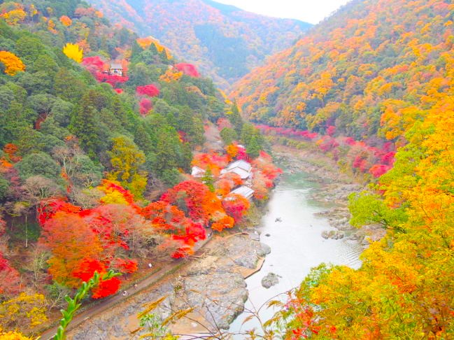 嵯峨野紅葉画像