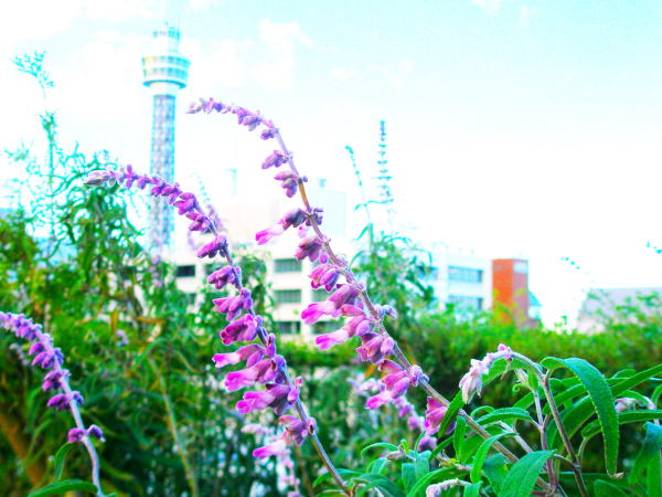 �T���r�A���E�J���T�ԃA�����J�R