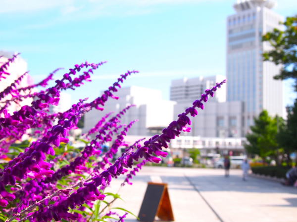 サルビアレウカンサ花