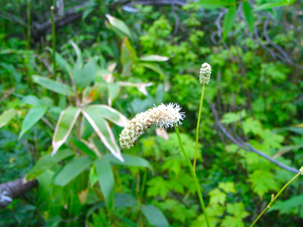 ナガボノシロワレモコウ花神仙沼
