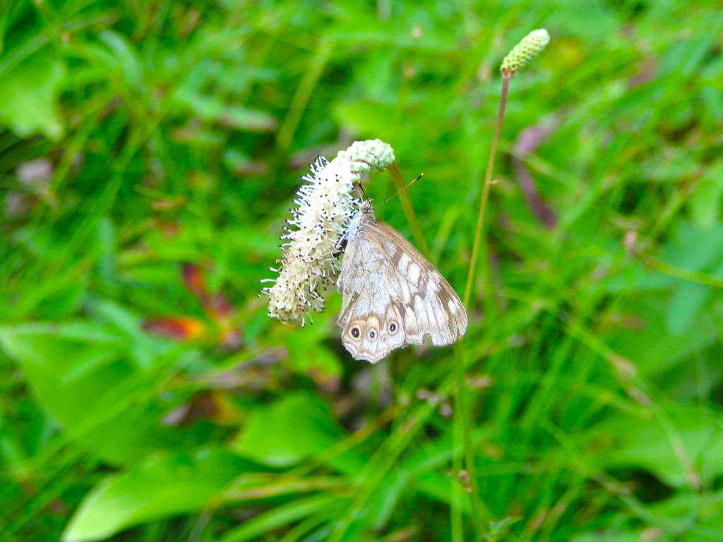 ナガボノシロワレモコウ花神仙沼
