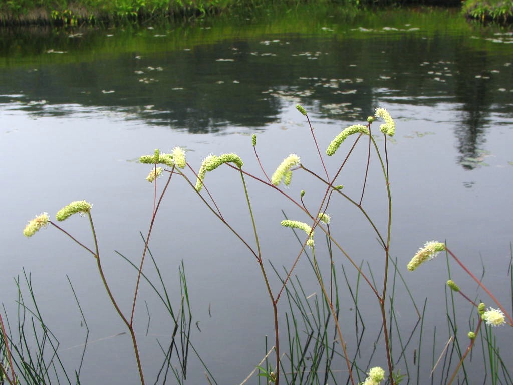 ナガボノシロワレモコウ花神仙沼