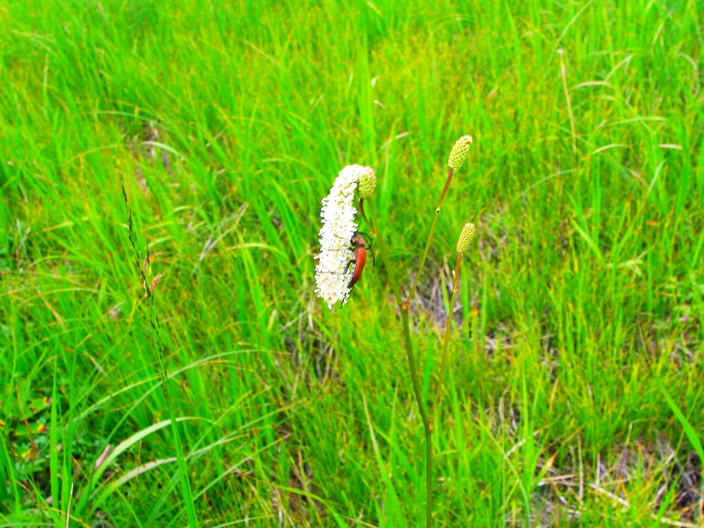 ナガボノシロワレモコウ花神仙沼