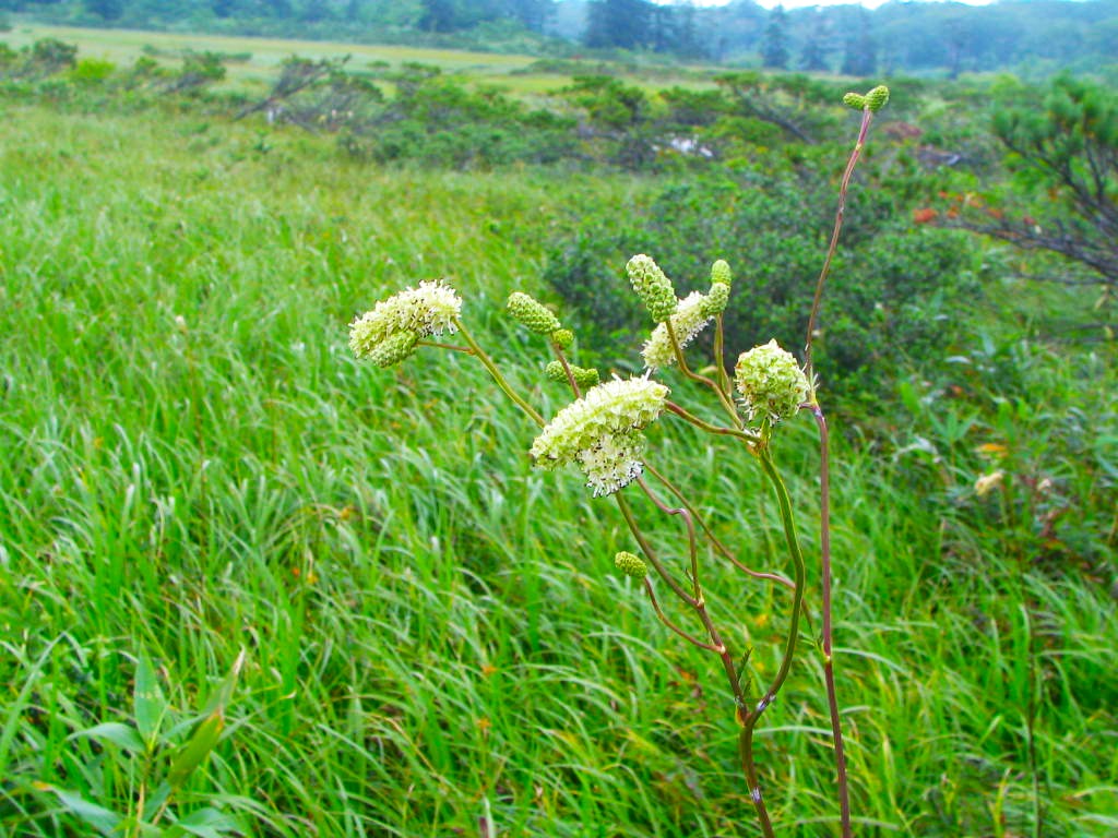 ナガボノシロワレモコウ花神仙沼