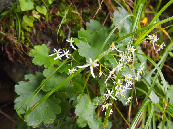 ダイモンジソウ花