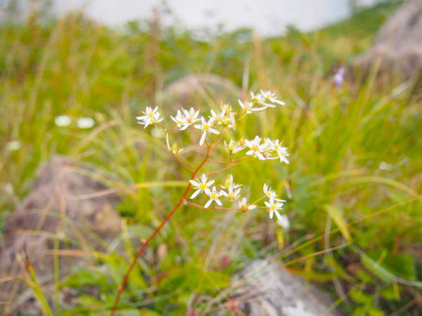 ミヤマダイモンジソウ花