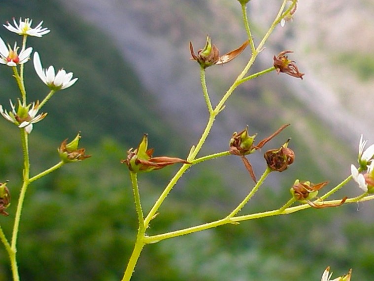 ミヤマダイモンジソウ花