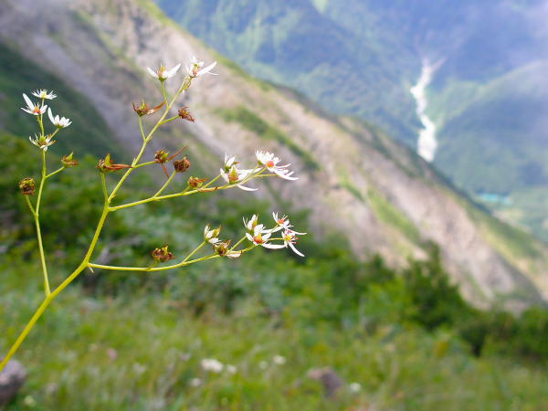 ミヤマダイモンジソウ花
