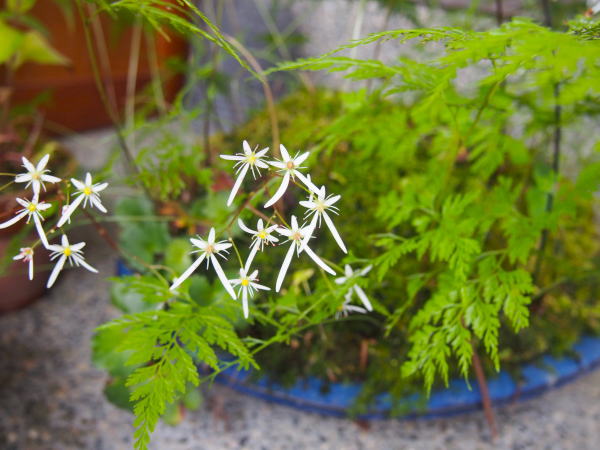 ダイモンジソウ花