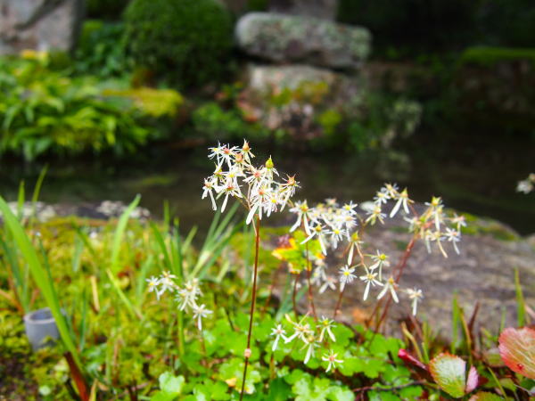 ダイモンジソウ花