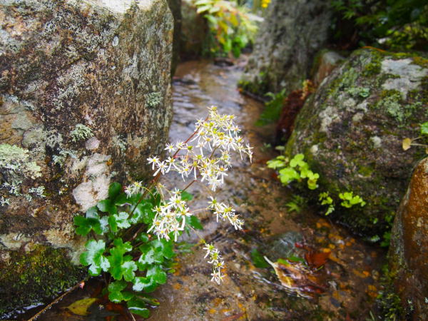 ダイモンジソウ花