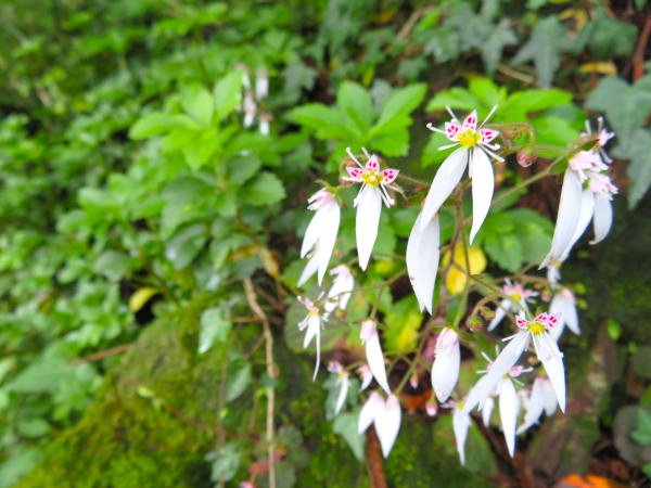 ユキノシタ花芦ノ湖畔
