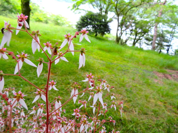 ユキノシタ花箱根恩賜公園