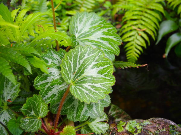 ユキノシタ葉鎌倉銭洗い弁天
