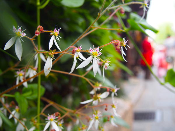 ユキノシタ花京都にねん坂