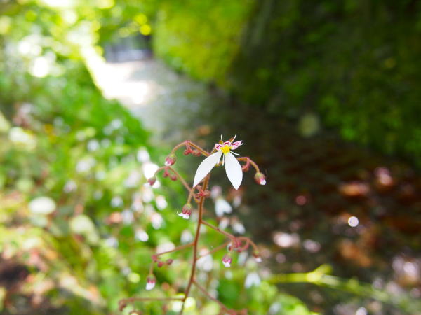 ユキノシタ花京都大原