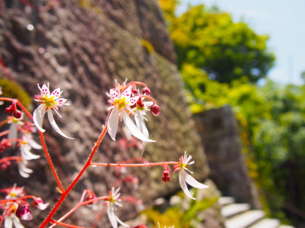 ユキノシタ花京都大原