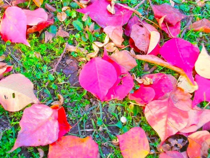 ナンキンハゼ落葉画像