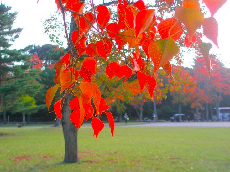 ナンキンハゼ紅葉画像