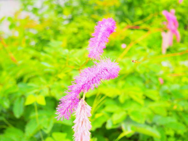 カライトソウSanguisorba hakusanensis画像