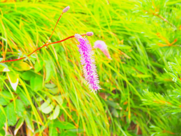 カライトソウSanguisorba hakusanensis画像