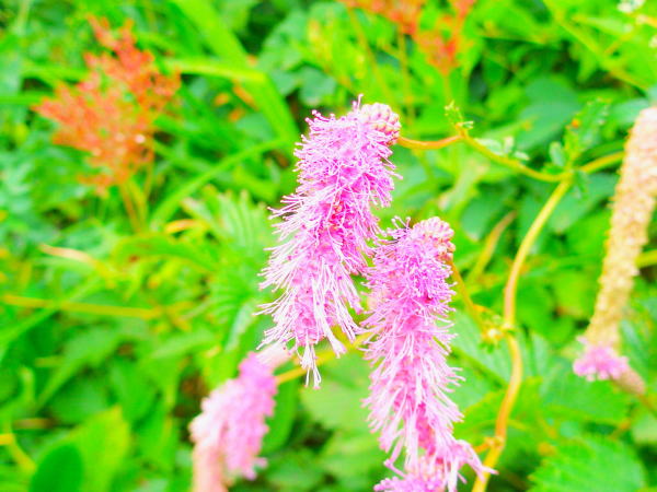 カライトソウSanguisorba hakusanensis画像
