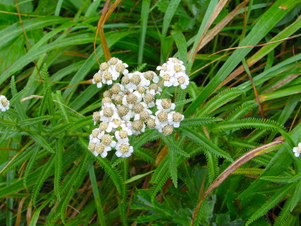 �u�ꍂ���m�R�M���\�E